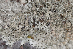 Xanthoparmelia hypofusca