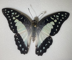 Graphium eurypylus