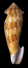 Conus dusaveli