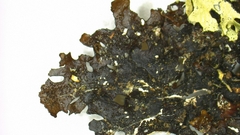 Xanthoparmelia hypofusca