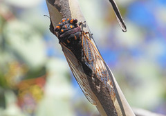 Macrotristria angularis