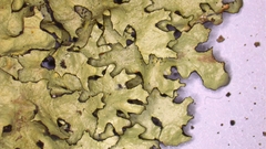 Xanthoparmelia hypofusca