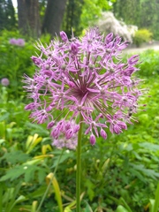 Allium giganteum