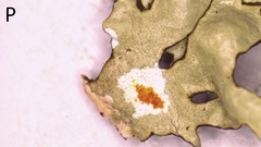 Xanthoparmelia hypofusca