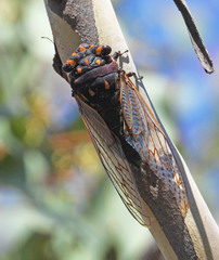 Macrotristria angularis