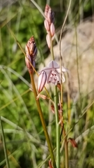 Asphodelus fistulosus