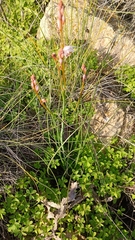 Asphodelus fistulosus