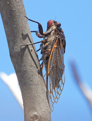 Macrotristria angularis