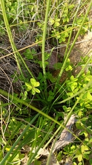 Asphodelus fistulosus