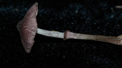 Leucoagaricus roseilividus