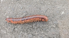 Myriapoda