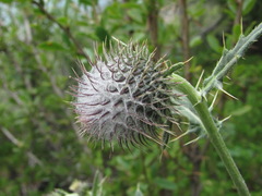 Cirsium buschianum