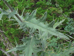 Cirsium buschianum