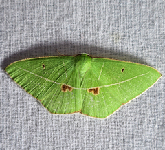 Tanaoctenia haliaria