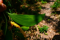 Acacia auriculiformis