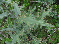 Cirsium buschianum