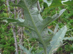 Cirsium buschianum