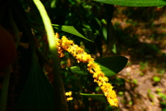 Acacia auriculiformis