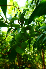 Acacia auriculiformis