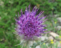 Cirsium buschianum