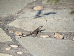 Tropidurus oreadicus