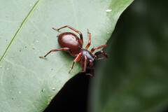 Battalus wallum