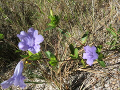 Ruellia nitens