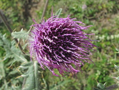 Cirsium buschianum