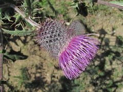 Cirsium buschianum