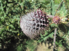 Cirsium buschianum