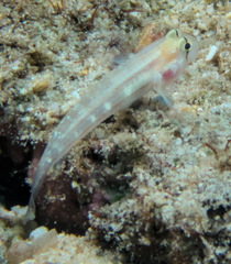 Gnatholepis cauerensis