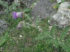 Cirsium buschianum