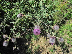 Cirsium buschianum
