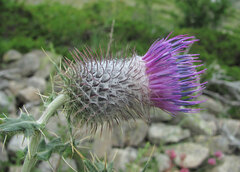 Cirsium buschianum