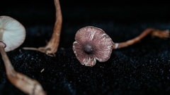 Leucoagaricus roseilividus