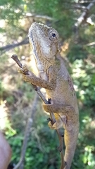 Bradypodion ventrale