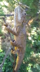 Bradypodion ventrale