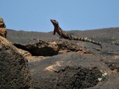 Karusasaurus polyzonus