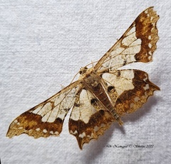 Krananda semihyalina