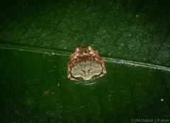 Arkys speechleyi