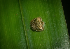 Arkys speechleyi