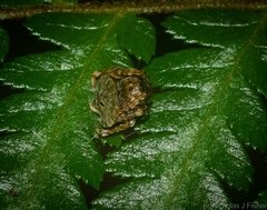 Arkys speechleyi