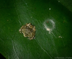 Arkys speechleyi