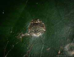 Arkys speechleyi