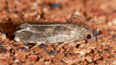 Epiblema strenuana