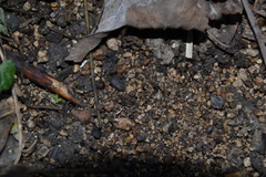 Carychium tridentatum