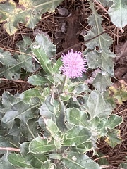 Centratherum punctatum