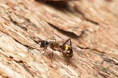 Polyrhachis rufifemur