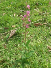 Desmodium incanum