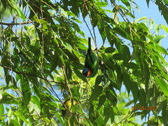 Tangara cyanocephala